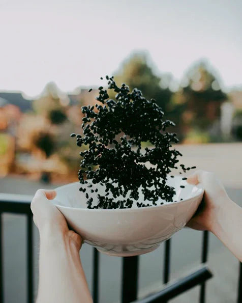 Hands tossing black beans from a white bowl into the air against a blurred outdoor background.